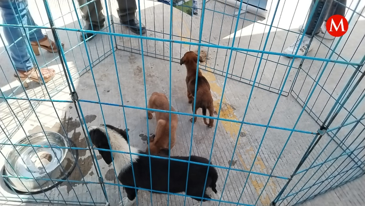 Dos personas detenidas por caso de maltrato animal en Puebla | Especial