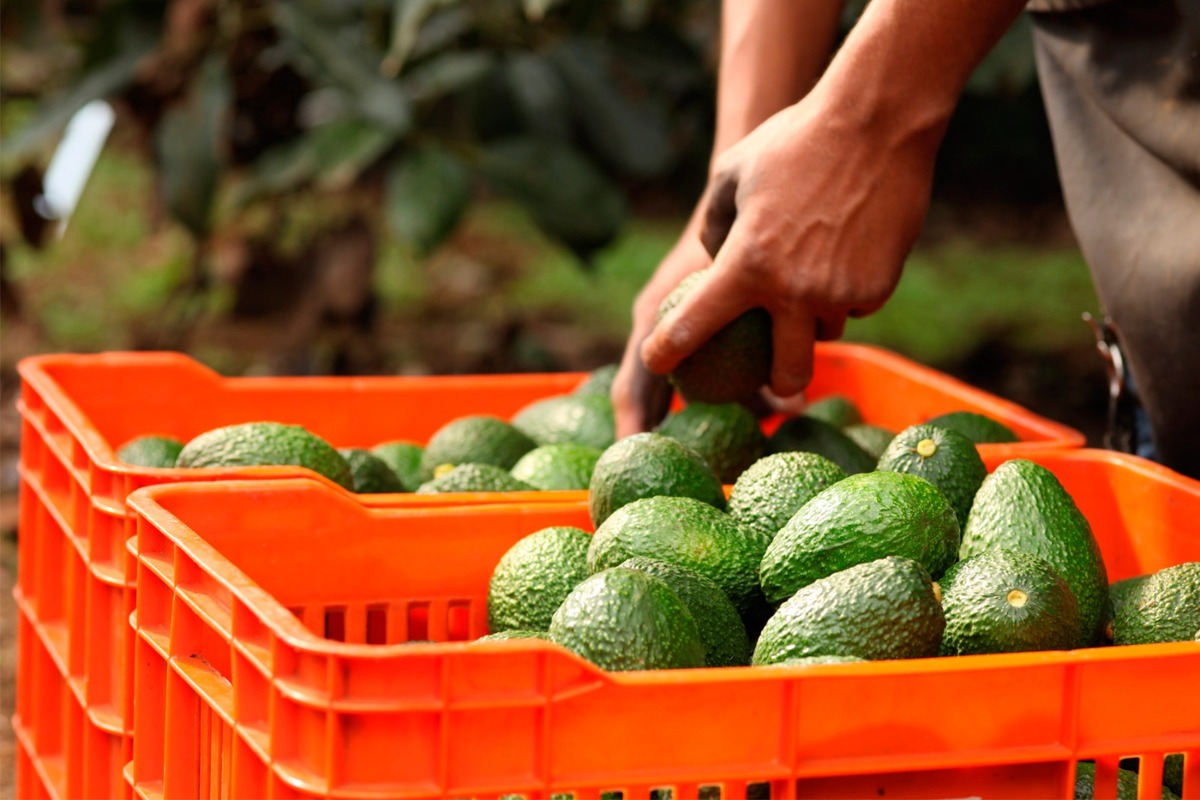 Industria del Aguacate
