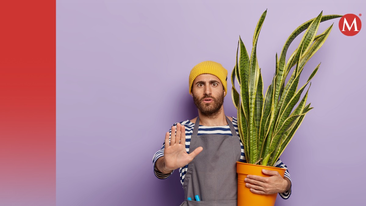 plantas que no son recomendables para tener en casa| Especial