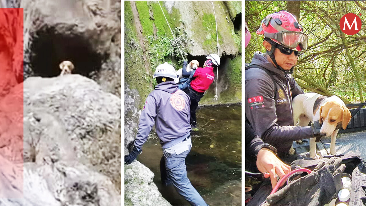 Se procedió a bajarlo con un equipo de cuerdas. Foto: Especial