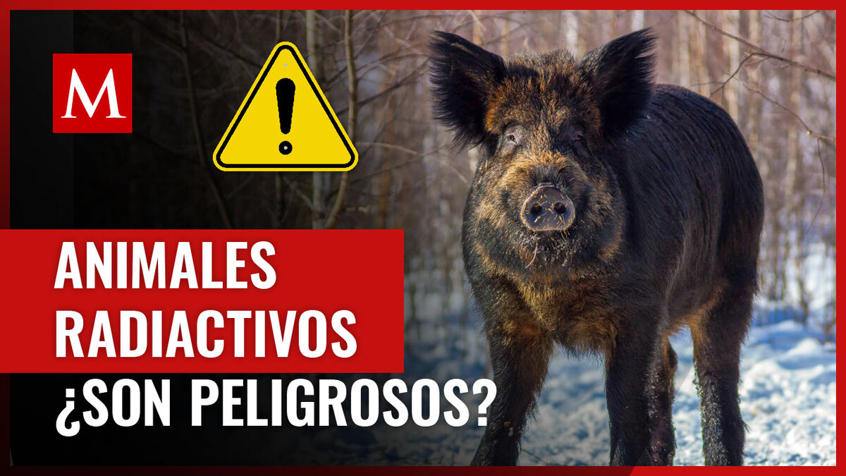 Animales radiactivos: cuáles son y por qué presentan este fenómeno