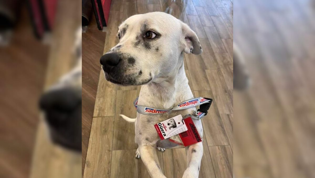 La Güera es una perrita rescatada por empleados de AlSuper. (Facebook)