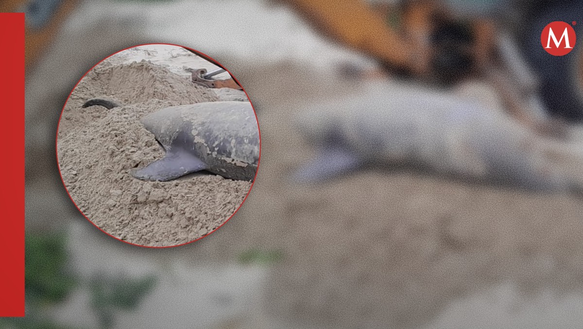 Aparece delfín muerto en Miramar