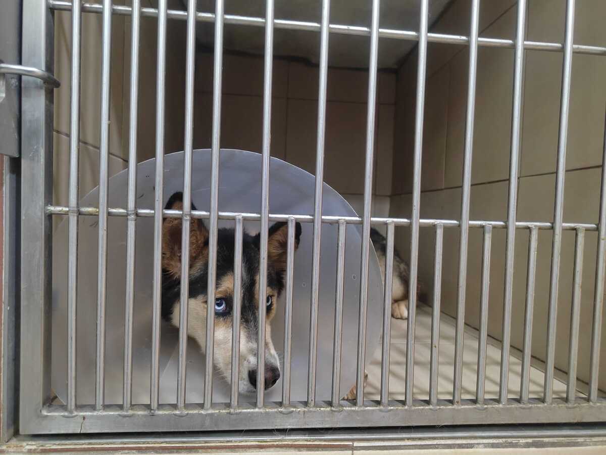 El estado de salud de la perrita es bueno; aunque presenta anemia. (Cortesía)