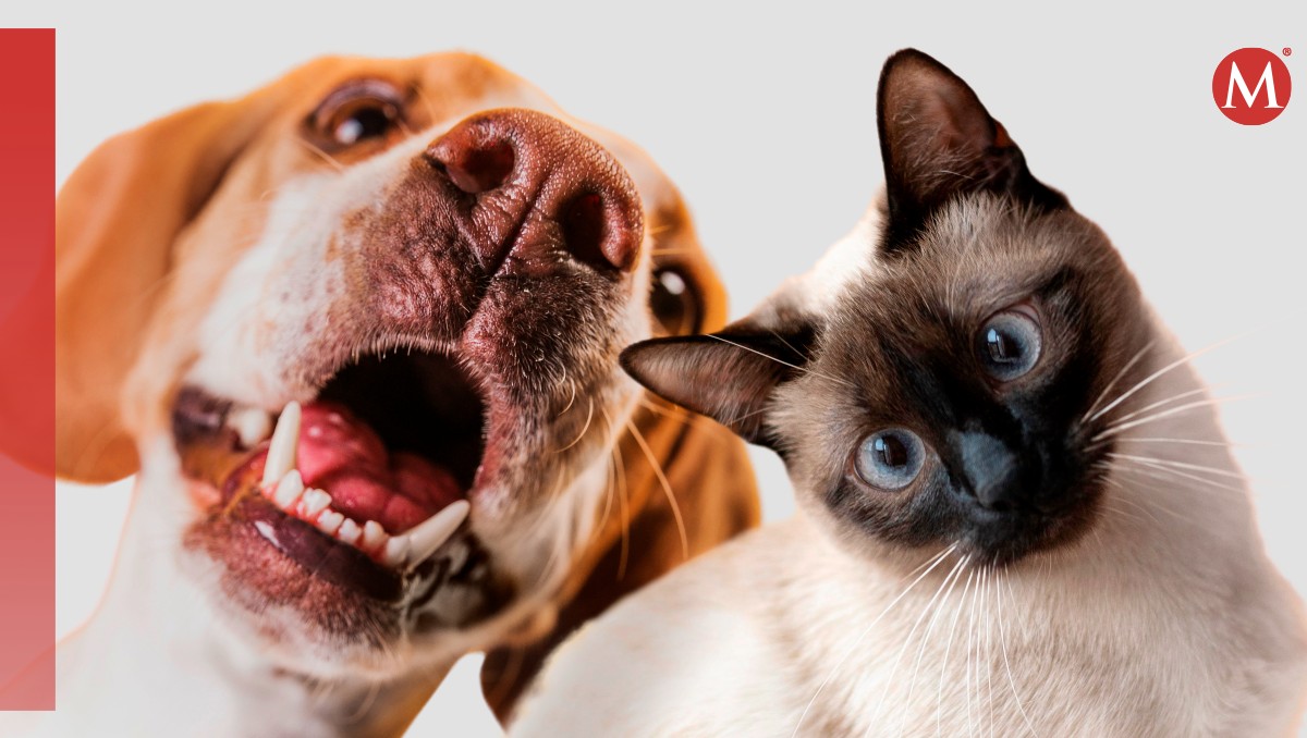 Este servicio de veterinarias podrá estar disponible en todos los estados. | Freepik