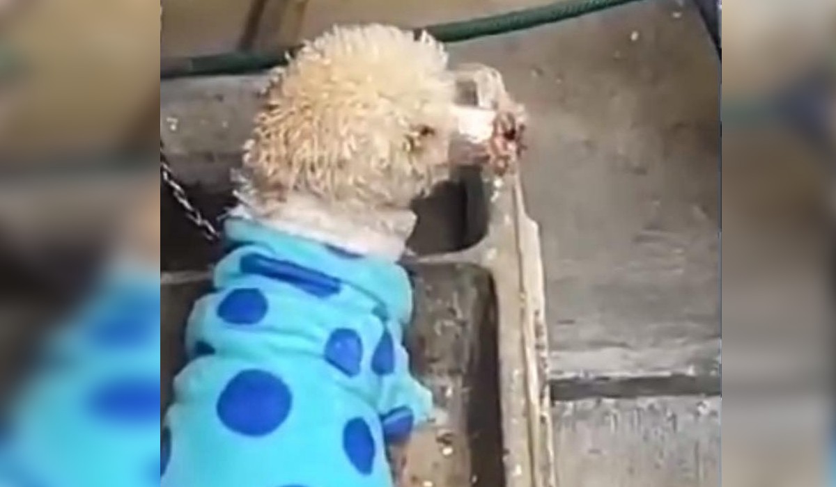 Flopsy, perrito rescatado en Estado de México.  (Foto: Mundo Patitas)