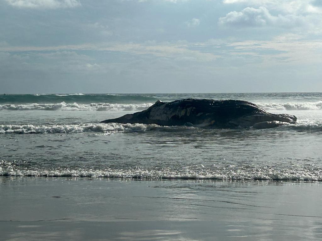 Hallan ballenato muerto en la playa Diamante de Acapulco, Guerrero | Javier Trujillo