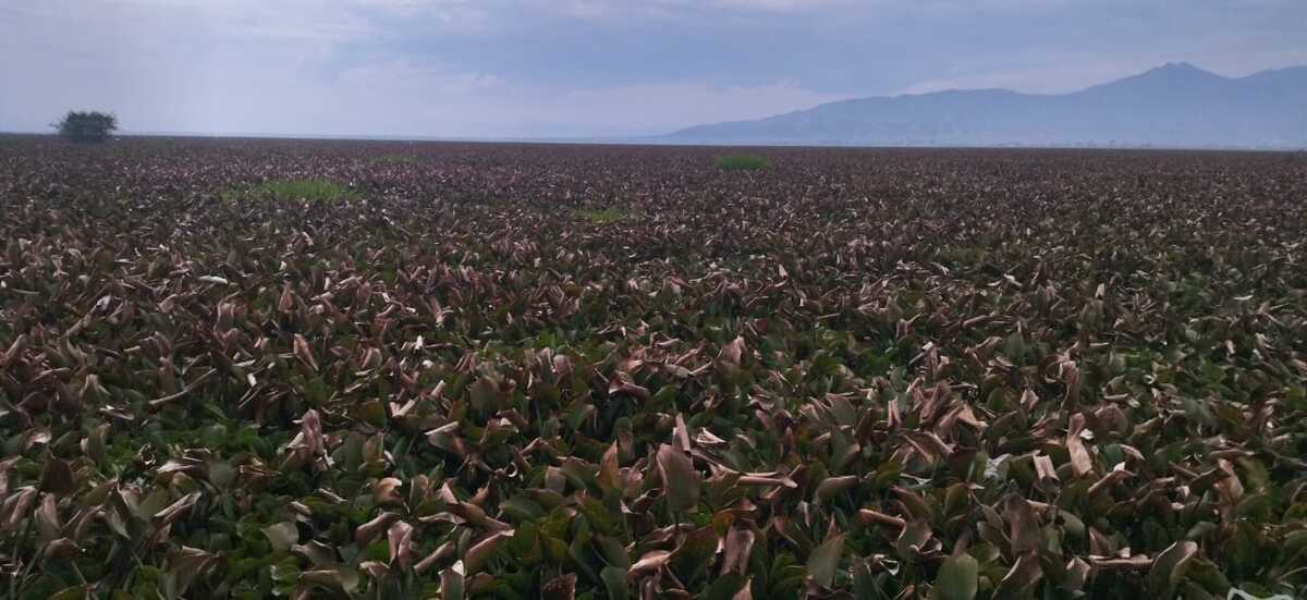 Presa de La Vega actualmente. (Diana Barajas)