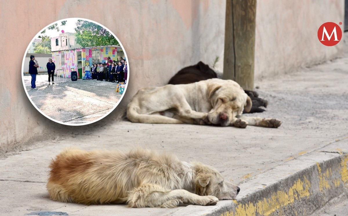 Buscan apoyo de escuelas para perros en abandono en sur de Tamaulipas
