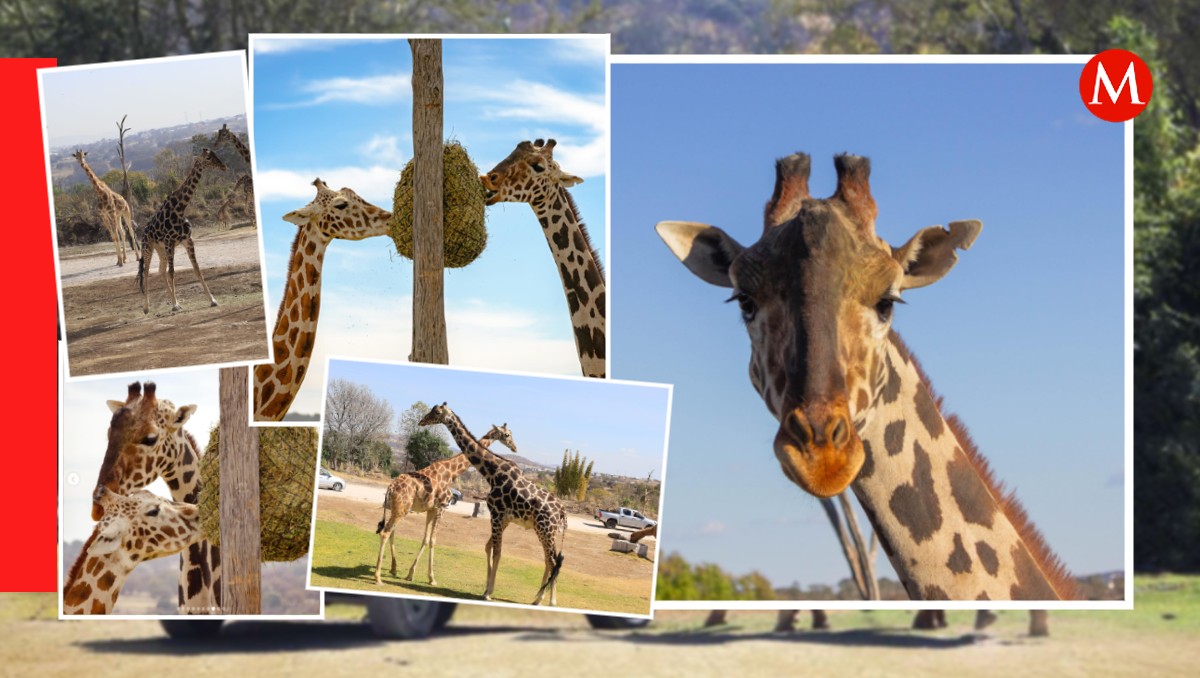 Jirafa Benito: Así podrás diferenciarlo de otros ejemplares en Africam Safari | Andrés Lobato /Africam Safari