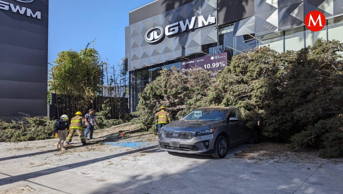 Fuertes vientos en Puebla dejan caída de árboles y espectaculares | EsImagen