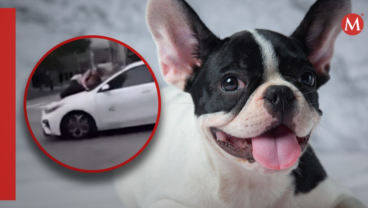 Mujer salta a un auto en movimiento para recuperar a su perro robado | VIDEO
