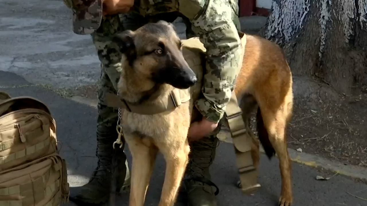 Semar continúa el adiestramiento de perros rescatistas; estos son algunos de ellos