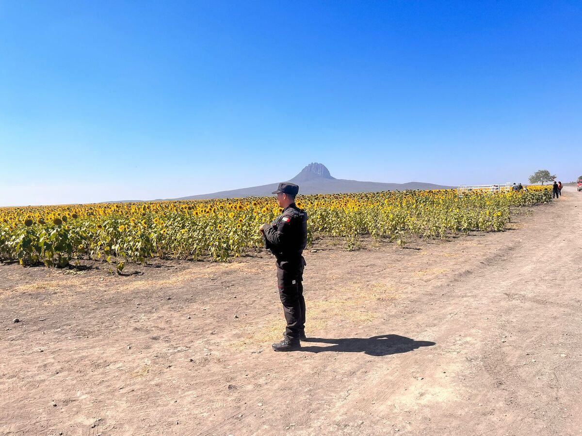 Aumentan vigilancia en campo de girasoles de Tamaulipas