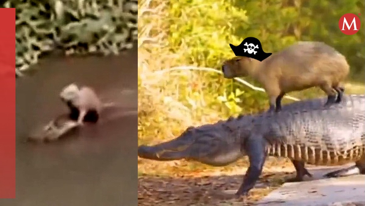 Capibara y cocodrilo se viralizan. | ESPECIAL