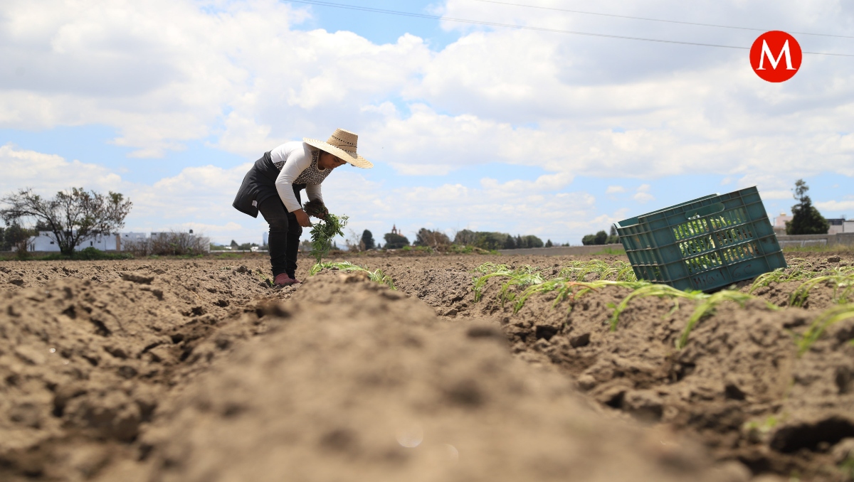 Conagua notifica sequía severa en 51 municipios de Puebla | EsImagen