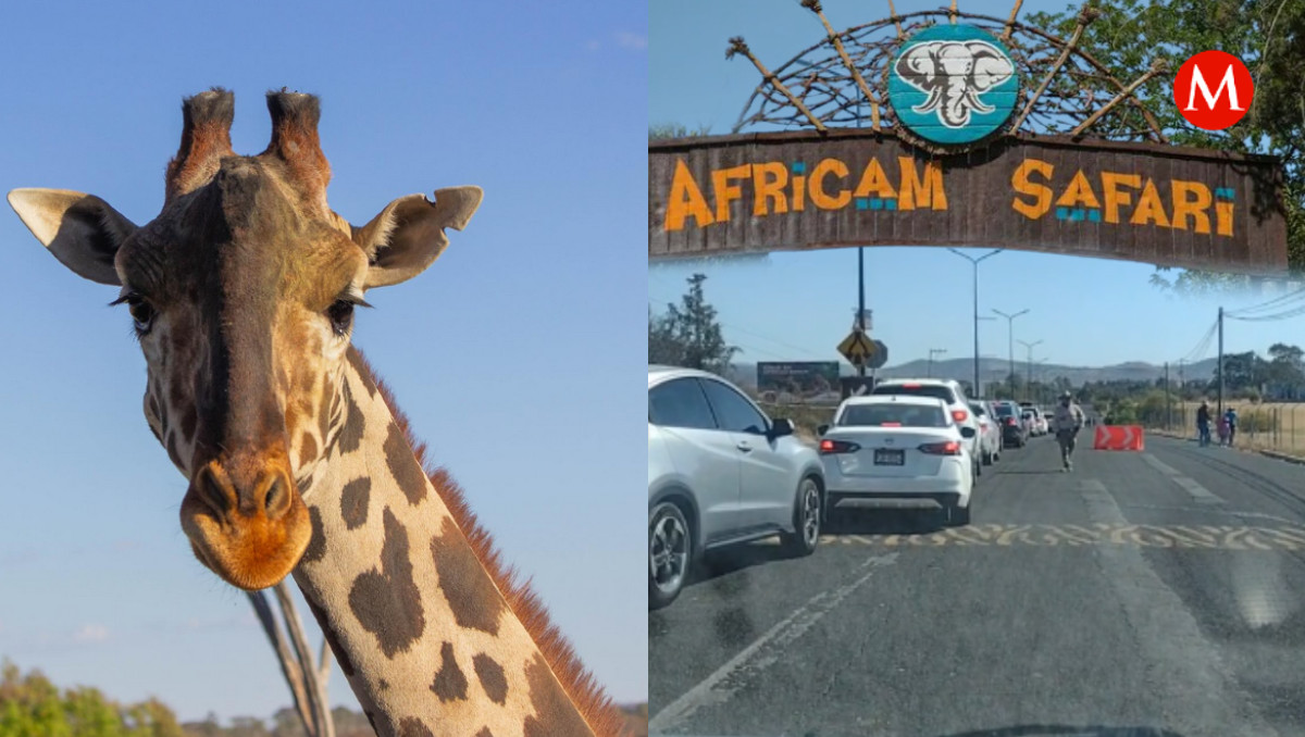 Jirafa Benito: Visitantes esperan horas para verlo en Africam Safari | Especial
