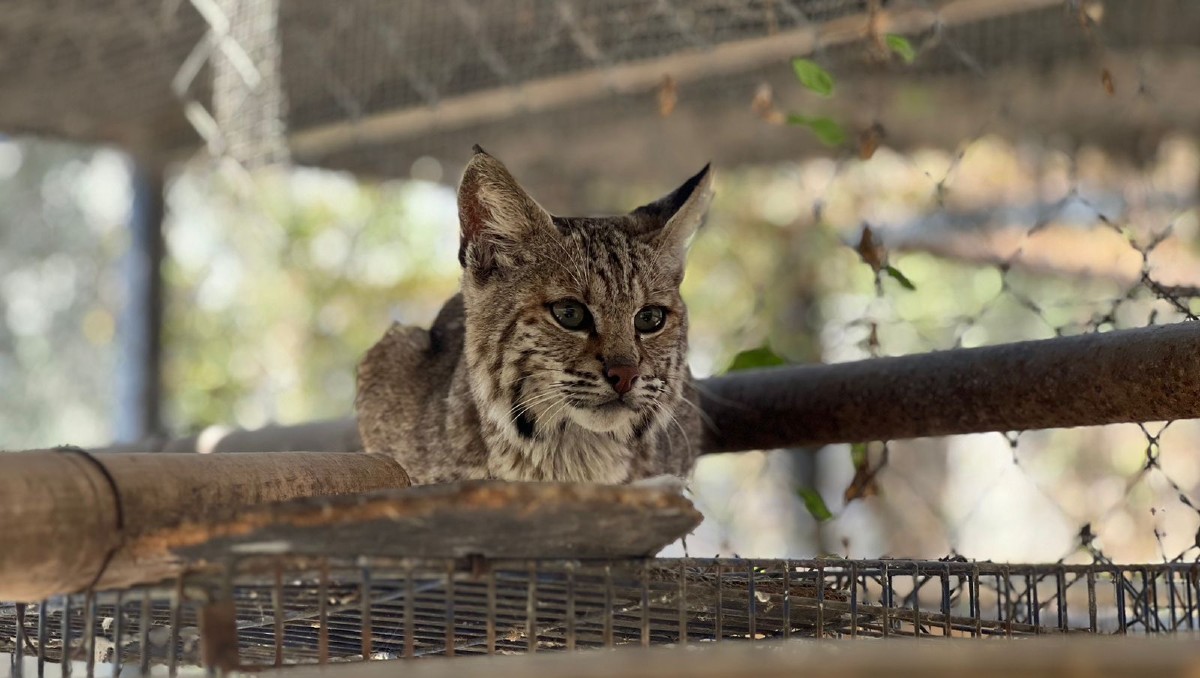 Lince resguardo en las instalaciones del zoológico Tamatán