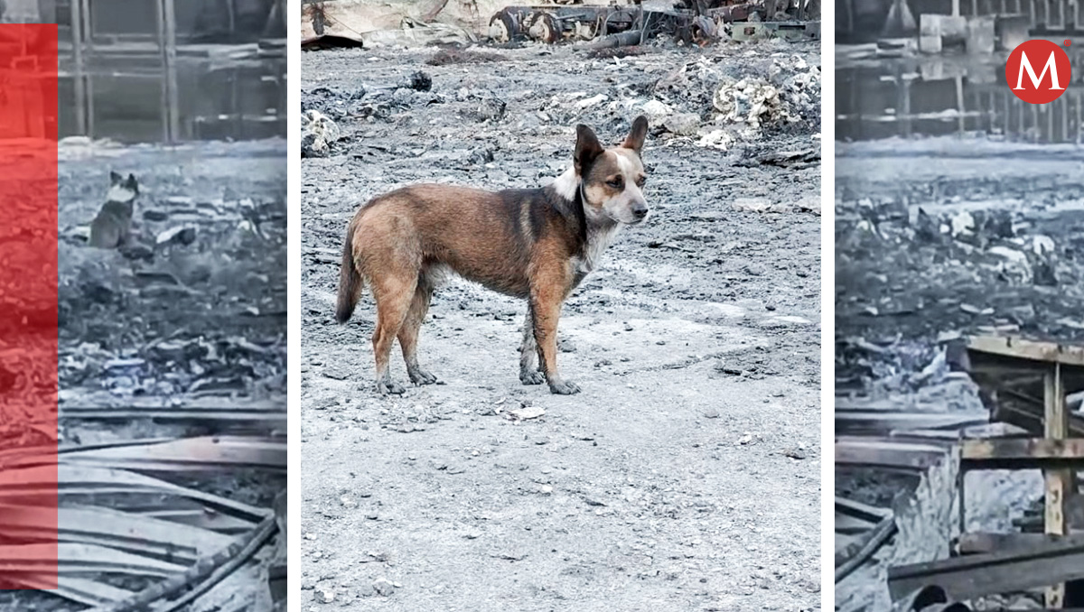 El perrito fue captado mientras "lloraba" en la zona del incendio. Foto: Especial