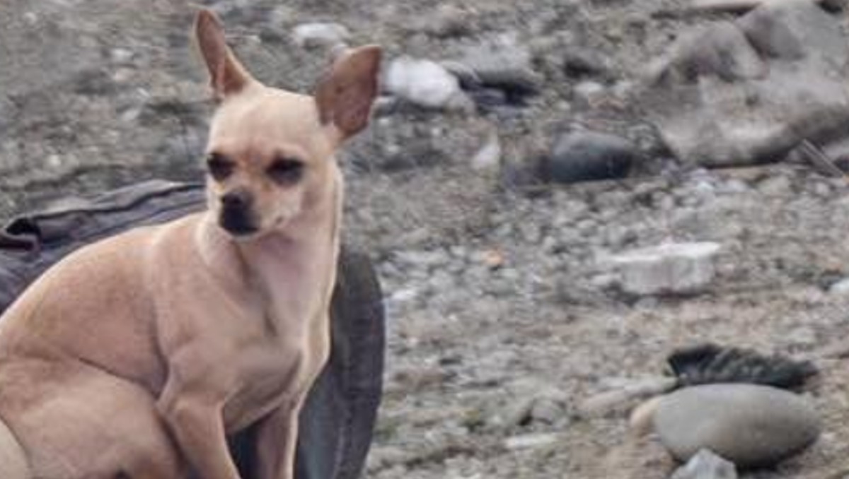 Perrito Chihuahua defiende cuerpo de su dueño asesinado: Tijuana. | Especial