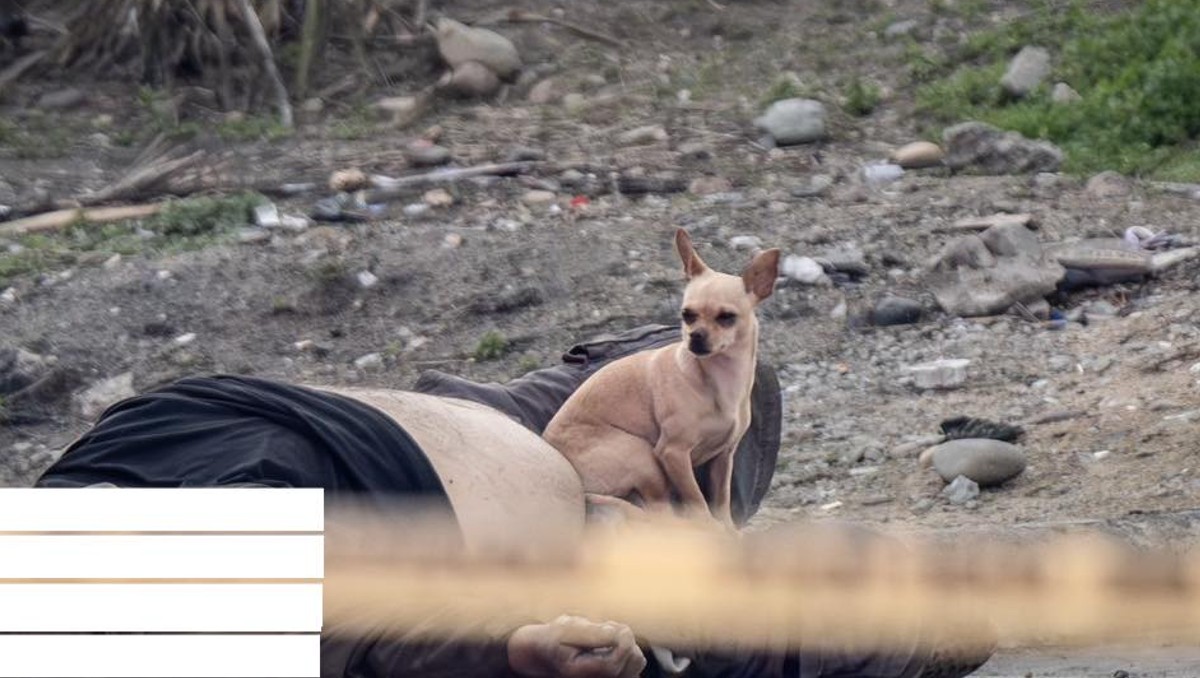 Perrito defiende el cadáver de su dueño que fue asesinado, en Tijuana