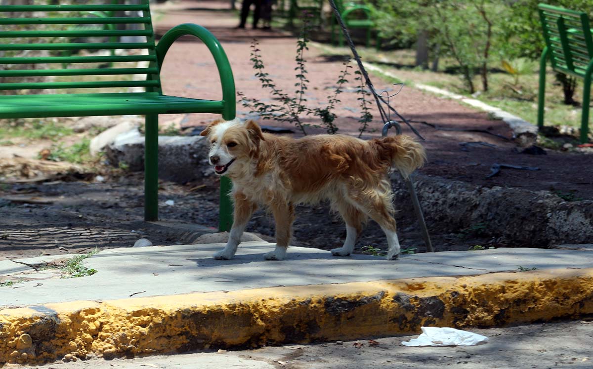 Perritos callejeros. l Rolando Riestra