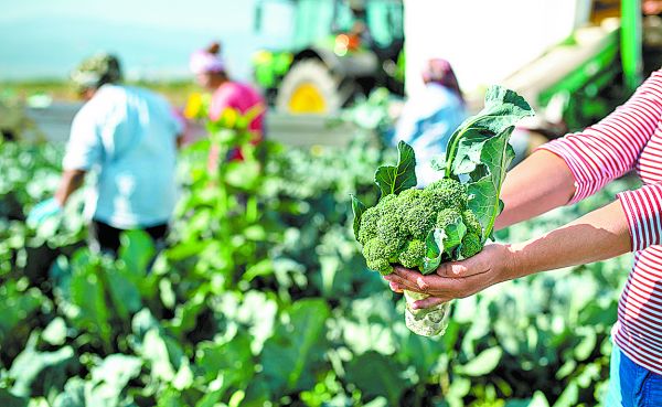 Este cultivo genera más de 600 mil empleos directos. SHUTTERSTOCK
