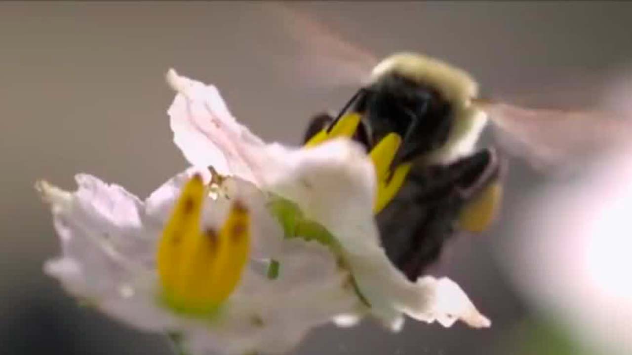 Investigación afirma que las abejas determinan el color de las flores