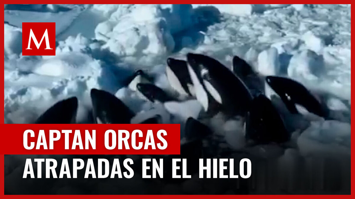 Orcas quedaron atrapadas en el hielo en Japón; el último reporte confirma que lograron salir