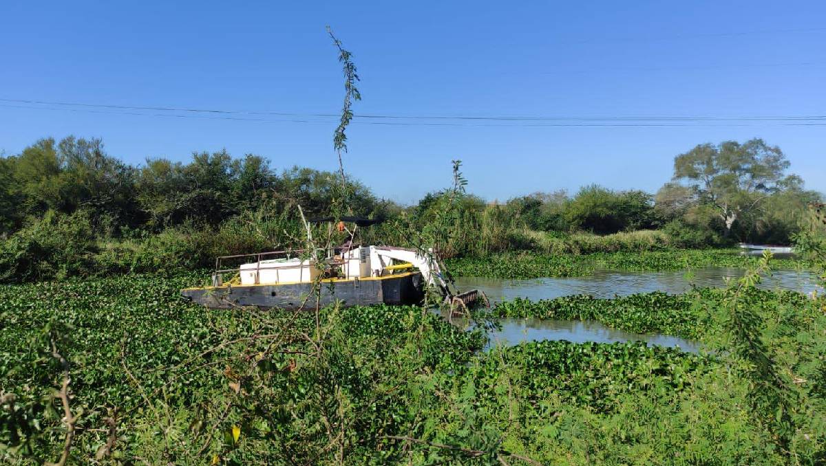 Retiran lirio acuático en laguna de Tampico.