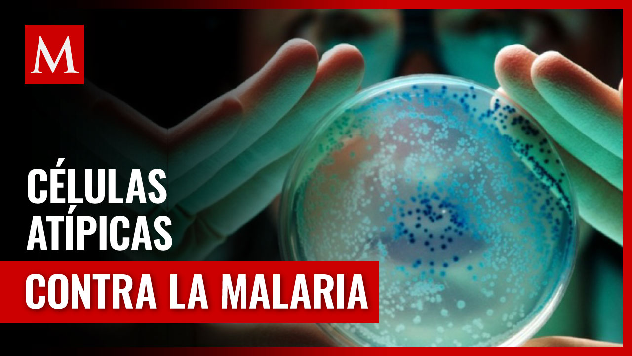 Investigadores de la ANU desvelan el potencial de las células B atípicas en la inmunidad contra la malaria