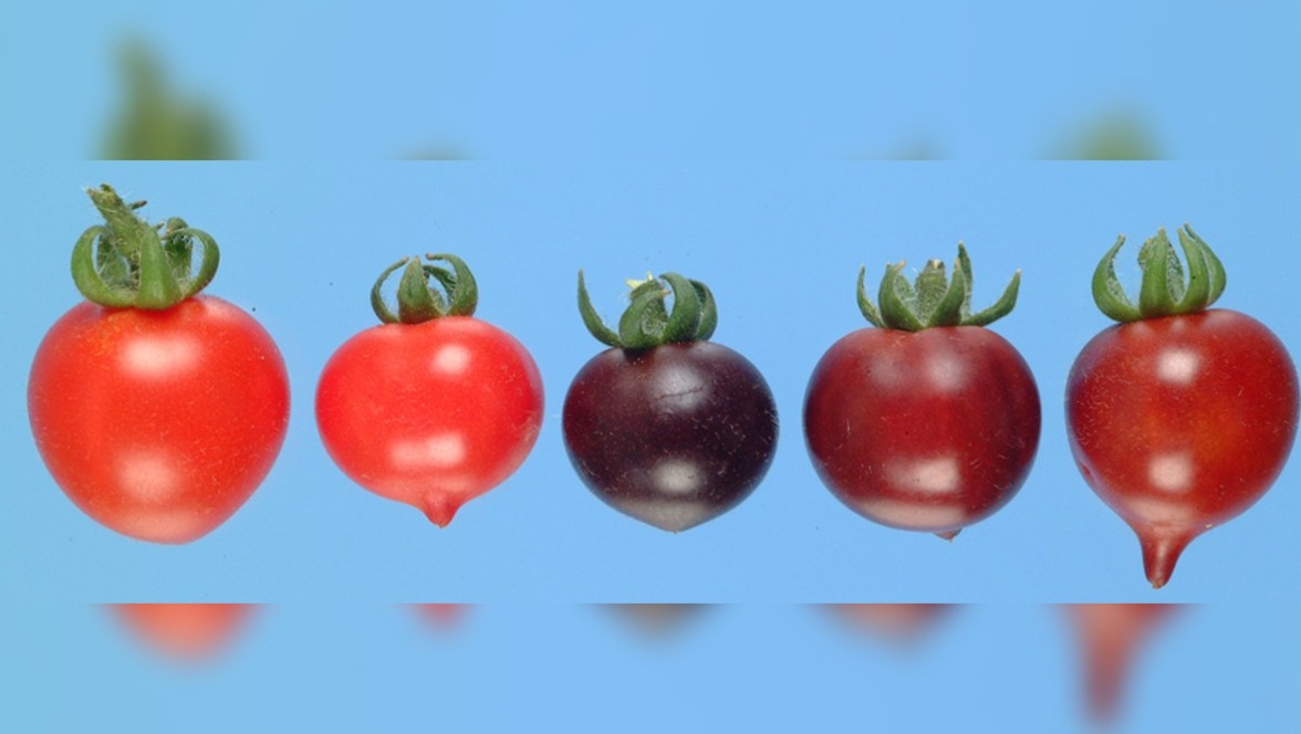 Tomate morado será cultivado por jardineros en EU.