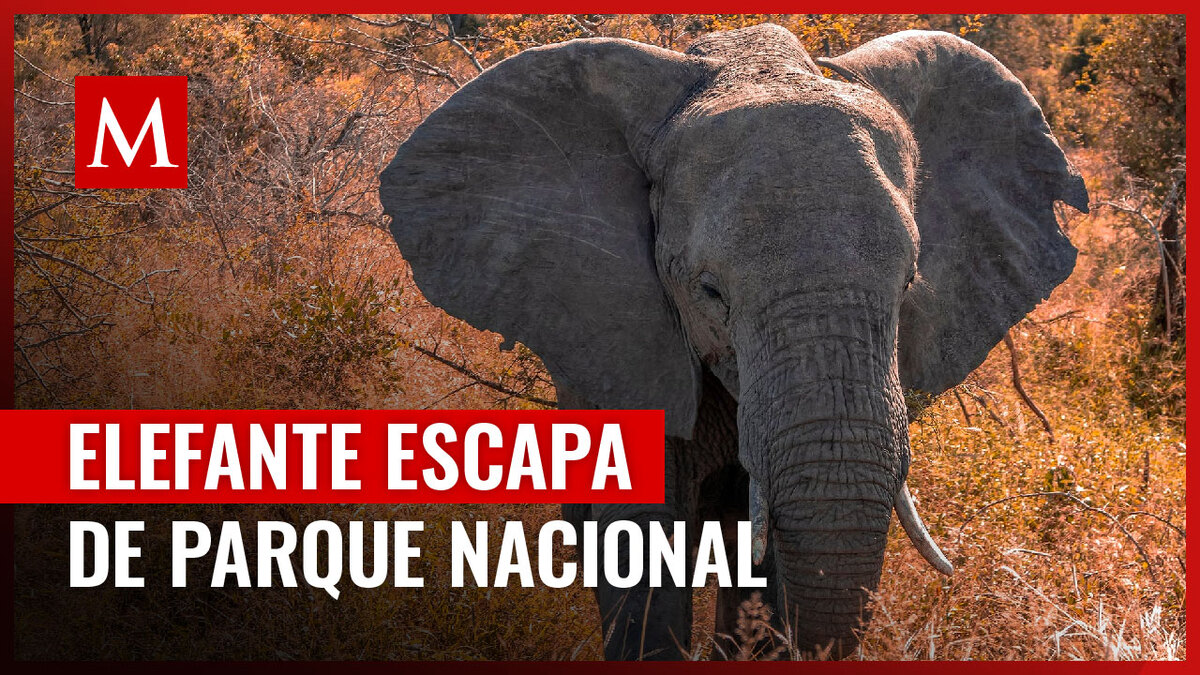 Elefante es sacrificado tras escapar de un parque nacional en Sudáfrica