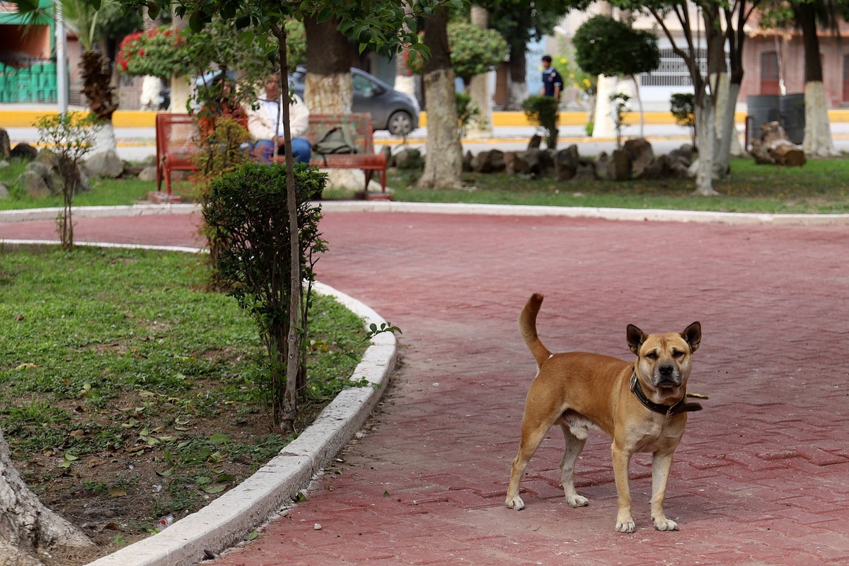 Perros callejeros en Gómez Palacio. | Rolando Riestra