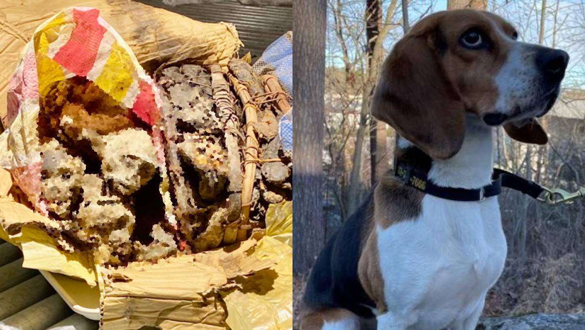 Los perros de la CBP detectaron la carne de los monos | Especial