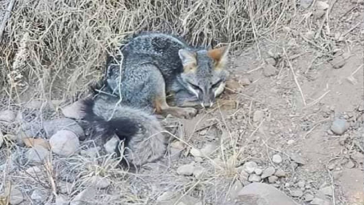 Un ejemplar de zorro gris se encontraba herido en una comunidad de Actopan, Hidalgo.
