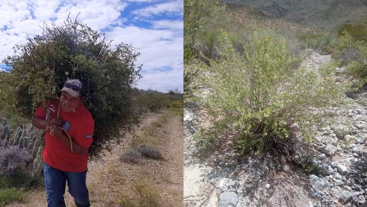 Recolectores de orégano en La Laguna. | Especial