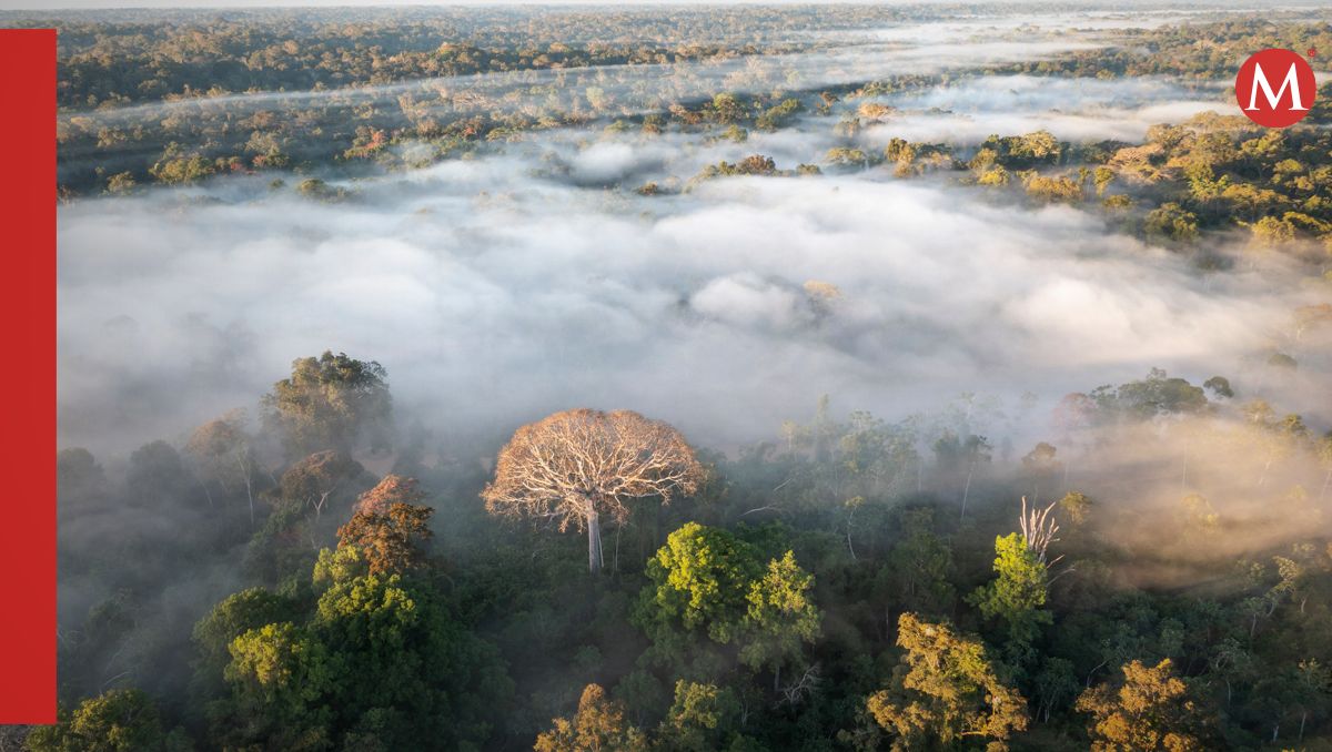 Amazonía puede desaparecer en 2050 | EFE