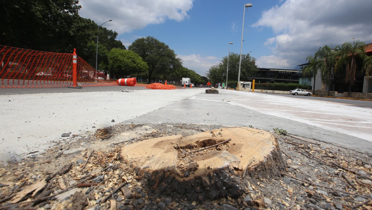 Buscan impedir la tala de árboles. Foto: Raúl Palacios/Archivo