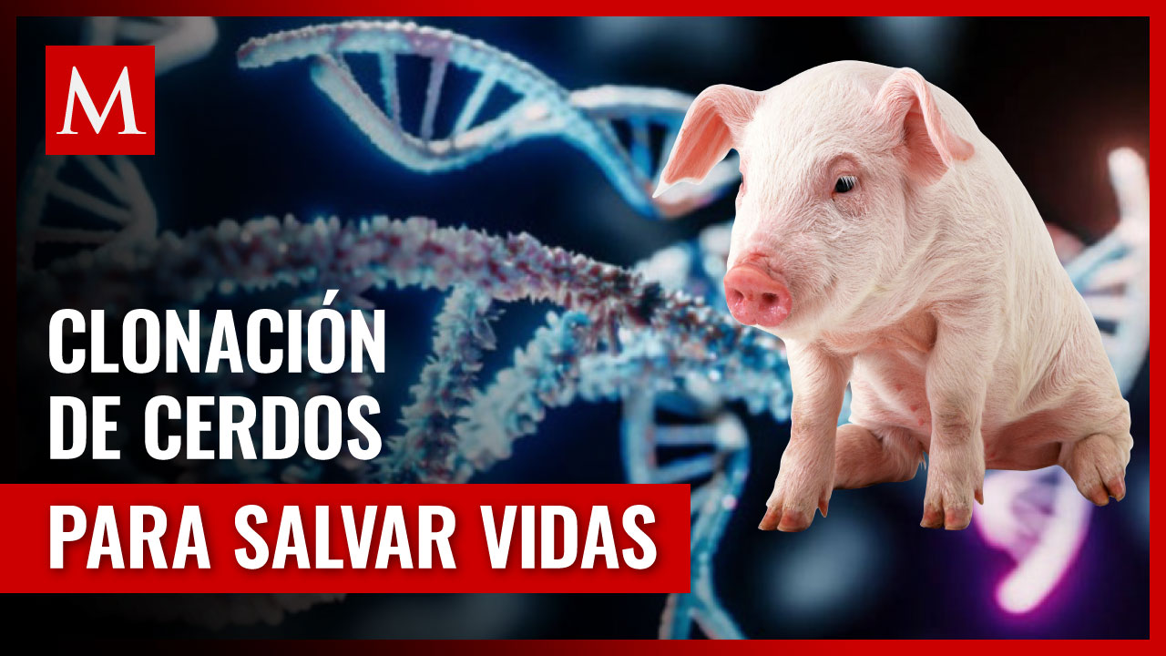 Científicos japoneses crean cerdos modificados para trasplantes por escasez de donantes