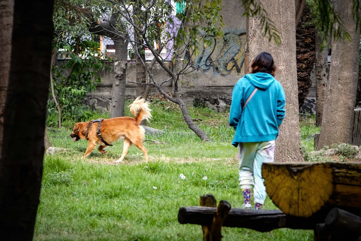 Más de 20 perritos muertos han sido localizados en Bosque de Nativitas | Cuartoscuro
