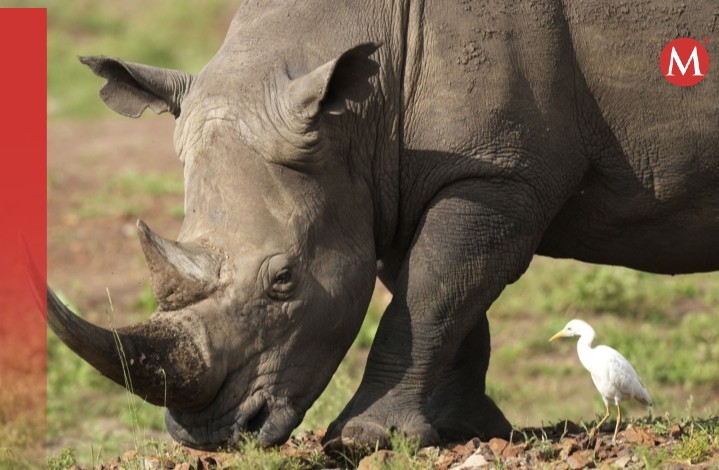 Gracias a las medidas de Loisaba Conservancy los rinocerontes volvieron a Kenia