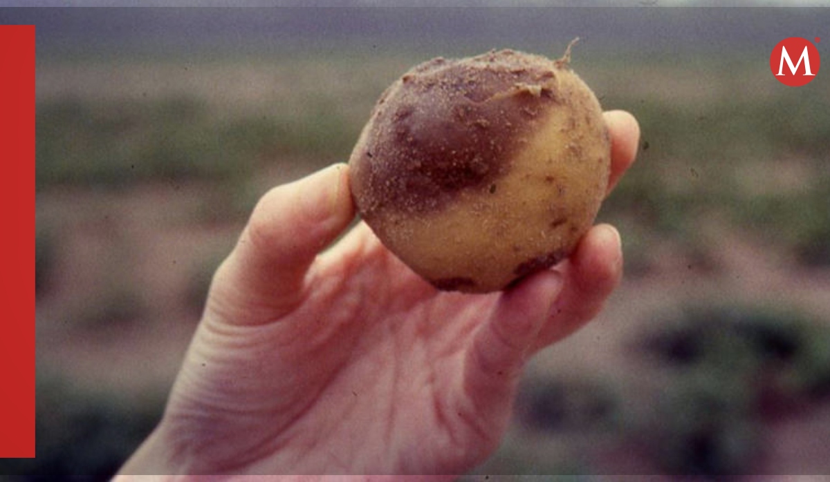Hongo que causó la Gran Hambruna de Irlanda