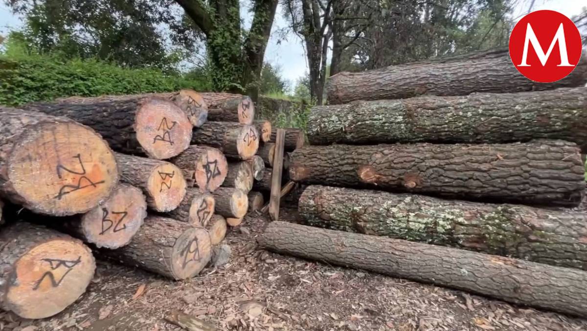 Cae "El Huarache", presunto talamontes de las Lagunas de Zempoala, Edomex