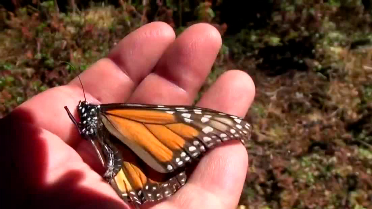 Disminuye la presencia de la mariposa Monarca en santuarios de México por el cambio climático