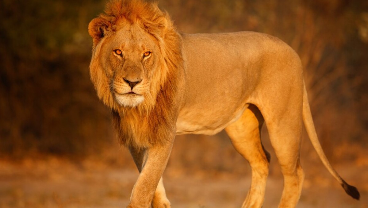 Hombre fallece en un zoológico. | Freepik