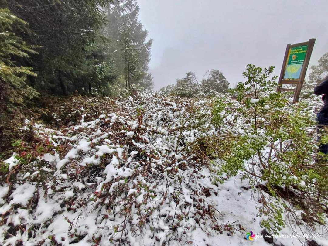 Impacto mínimo en mariposas monarca tras nevada en Michoacán | Especial