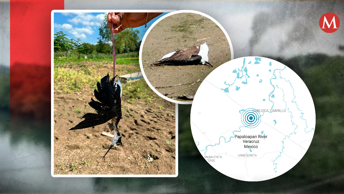 Muerte masiva de aves en el río Papaloapan | Especial