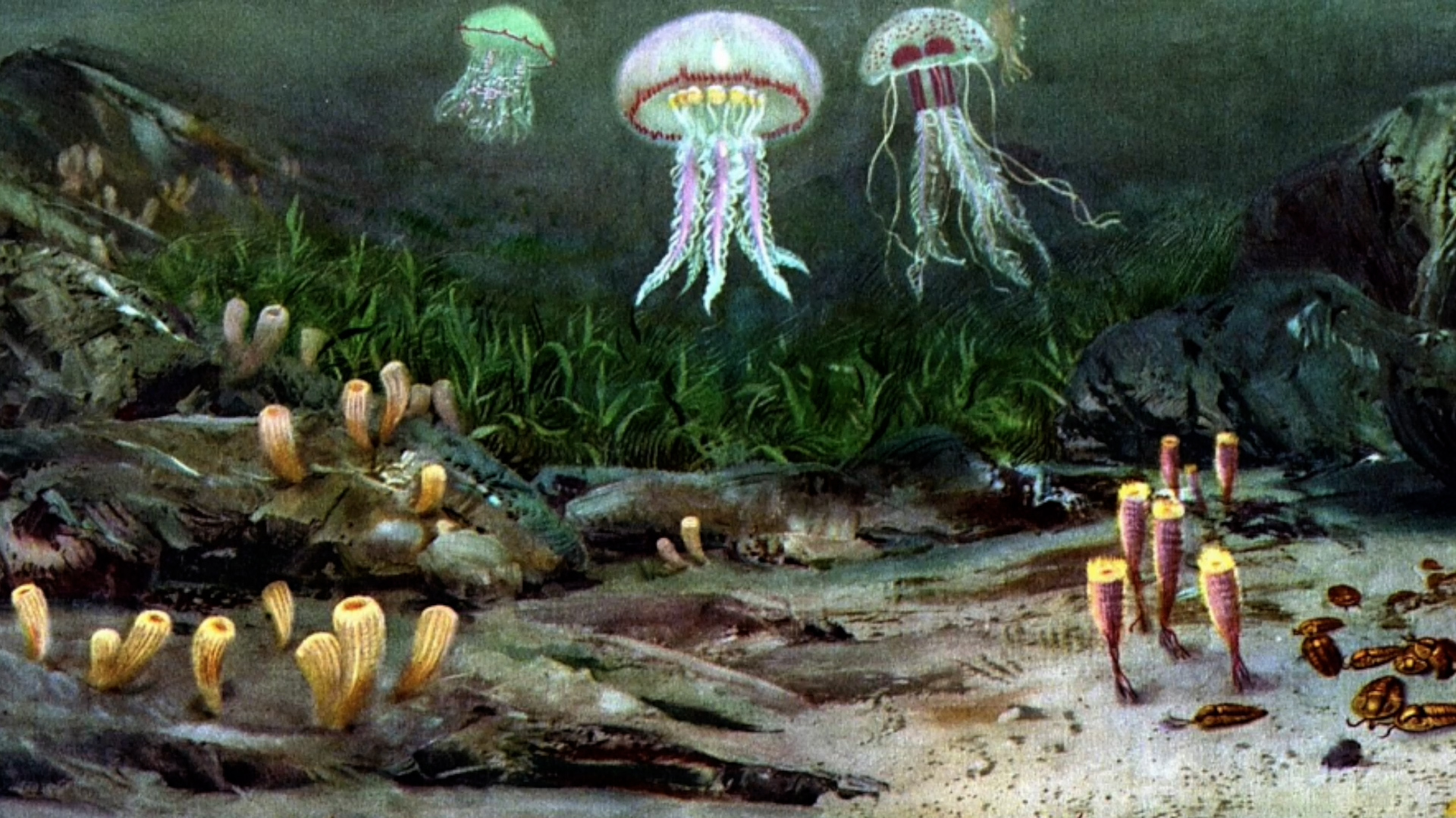 Animales que parecen plantas | Conexión Milenio