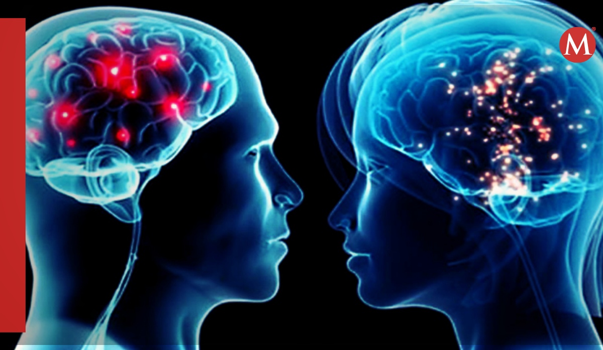 Cerebros de hombres y mujeres se organizan diferente